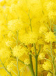 mimosa 6
