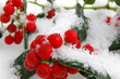 snow berries