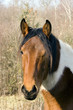 cheval cheval