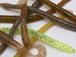 plastic worms