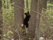 black bear cub resting between two trees