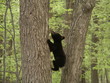 black bear cub climbing up a tree