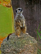 meerkat alert