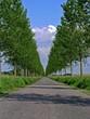 dutch avenue