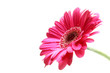 gerbera