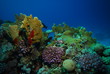 Photo: underwater view, coral reef underwater view, coral reef
