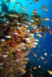 Photo: underwater view, coral reef underwater view, coral reef