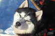 husky bain de soleil