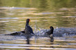 fighting moorhens