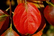 feuille feuille