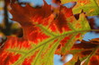 feuille feuille