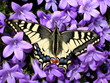 papillon papillon