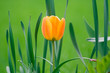 ao_060427_0758.cr2.dng tulpe ao_060427_0758.cr2.dng tulpe