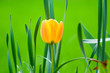 ao_060427_0767.cr2.dng tulpe ao_060427_0767.cr2.dng tulpe