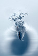 plunge