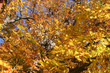 herbstlaub