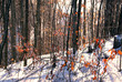 winter forest