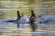 squabbling moorhens