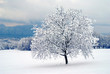 arbre sous la neige arbre sous la neige