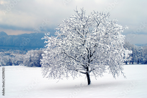 arbre sous la neige