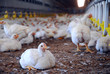 battery hens