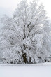 snow scene snow scene