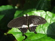 butterfly butterfly