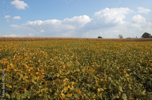 Photo: amish golden felds amish golden felds