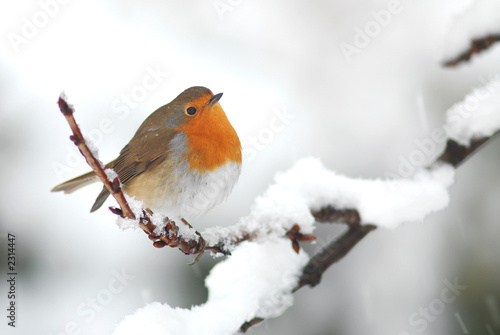 rouge gorge