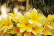 fresh flower fresh flower