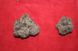 couple de truffe couple de truffe