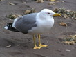 möwe