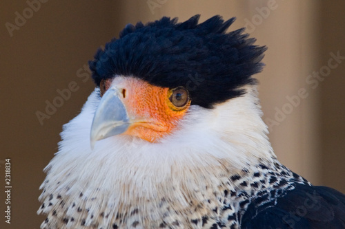 Photo: sonoran desert bird sonoran desert bird