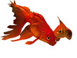 poissons