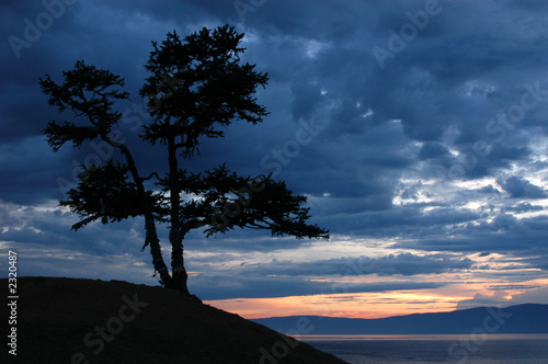 sacred larch tree at sunset