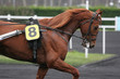 horses in vincennes, france