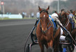 horses in vincennes, france