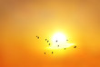 silhouette of birds