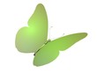 papillon zelený motýľ