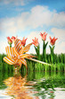 tulips and pinwheel