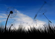 evening breeze