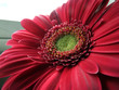 daisy daisy