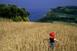 paesaggio marchigiano paesaggio marchigiano