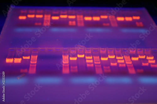 gel adn