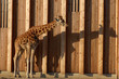 girafe