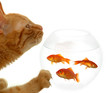 cat and fish