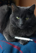 miaw