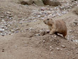 prairie dogs ix
