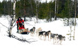 traineau tiré par des chiens