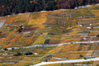 vineyards vineyards